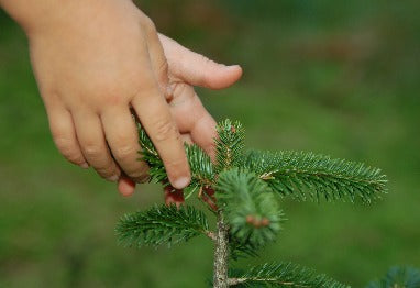 Zgodba o beli jelki in Belinalu® je zgodba o božičnem drevesu
